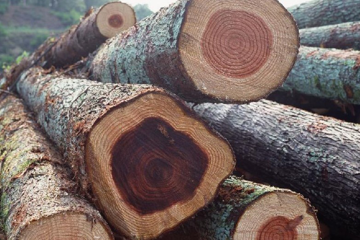 kayu mahoni mahogany
